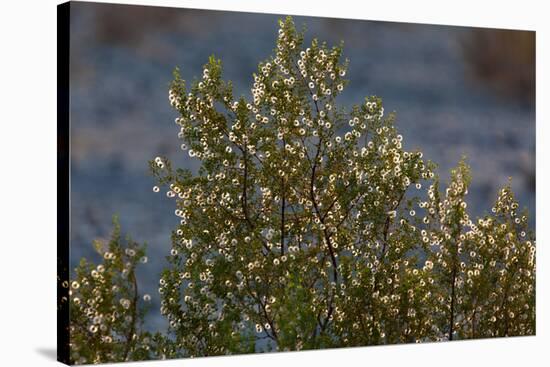 USA, Death Valley National Park, Shrub-Catharina Lux-Stretched Canvas