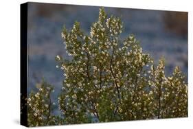 USA, Death Valley National Park, Shrub-Catharina Lux-Stretched Canvas