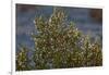 USA, Death Valley National Park, Shrub-Catharina Lux-Framed Photographic Print