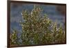 USA, Death Valley National Park, Shrub-Catharina Lux-Framed Photographic Print