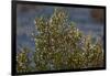 USA, Death Valley National Park, Shrub-Catharina Lux-Framed Photographic Print