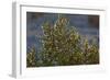 USA, Death Valley National Park, Shrub-Catharina Lux-Framed Photographic Print