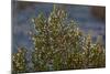 USA, Death Valley National Park, Shrub-Catharina Lux-Mounted Photographic Print