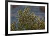 USA, Death Valley National Park, Shrub-Catharina Lux-Framed Photographic Print