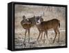 USA, deer-George Theodore-Framed Stretched Canvas