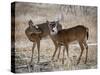 USA, deer-George Theodore-Stretched Canvas