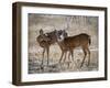 USA, deer-George Theodore-Framed Photographic Print