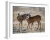 USA, deer-George Theodore-Framed Photographic Print