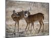 USA, deer-George Theodore-Mounted Photographic Print