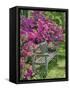 USA, Delaware. A dedication bench surrounded by azaleas in a garden.-Julie Eggers-Framed Stretched Canvas