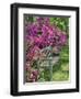 USA, Delaware. A dedication bench surrounded by azaleas in a garden.-Julie Eggers-Framed Photographic Print