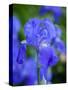 USA, Delaware. Close-up of a blue bearded iris.-Julie Eggers-Stretched Canvas