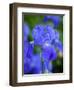 USA, Delaware. Close-up of a blue bearded iris.-Julie Eggers-Framed Photographic Print