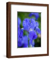 USA, Delaware. Close-up of a blue bearded iris.-Julie Eggers-Framed Photographic Print