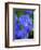 USA, Delaware. Close-up of a blue bearded iris.-Julie Eggers-Framed Photographic Print