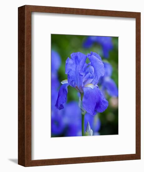 USA, Delaware. Close-up of a blue bearded iris.-Julie Eggers-Framed Photographic Print