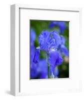 USA, Delaware. Close-up of a blue bearded iris.-Julie Eggers-Framed Photographic Print