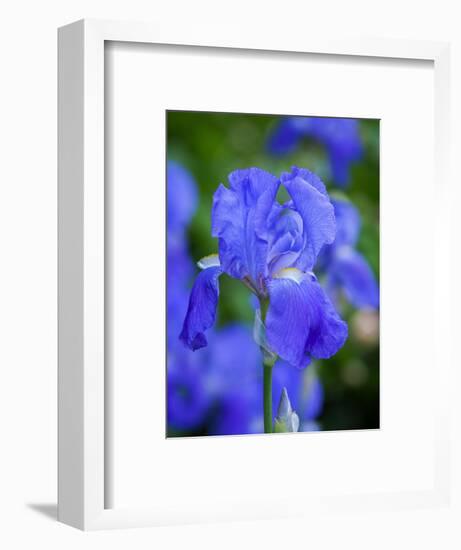 USA, Delaware. Close-up of a blue bearded iris.-Julie Eggers-Framed Photographic Print