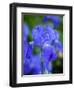 USA, Delaware. Close-up of a blue bearded iris.-Julie Eggers-Framed Photographic Print