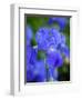 USA, Delaware. Close-up of a blue bearded iris.-Julie Eggers-Framed Photographic Print