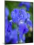 USA, Delaware. Close-up of a blue bearded iris.-Julie Eggers-Mounted Photographic Print