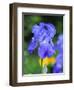 USA, Delaware. Close-up of a blue bearded iris.-Julie Eggers-Framed Photographic Print