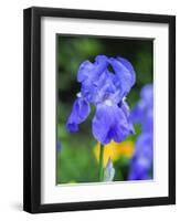 USA, Delaware. Close-up of a blue bearded iris.-Julie Eggers-Framed Photographic Print