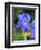 USA, Delaware. Close-up of a blue bearded iris.-Julie Eggers-Framed Photographic Print