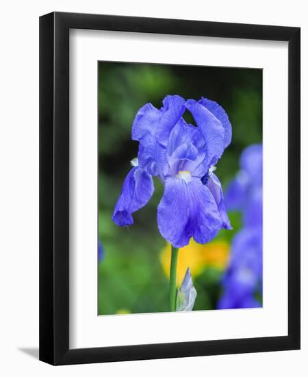 USA, Delaware. Close-up of a blue bearded iris.-Julie Eggers-Framed Photographic Print