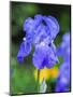 USA, Delaware. Close-up of a blue bearded iris.-Julie Eggers-Mounted Photographic Print