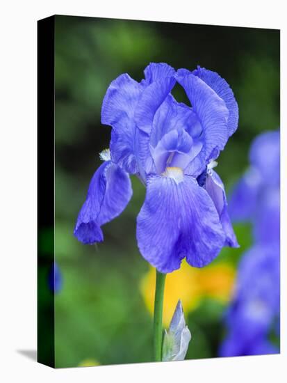 USA, Delaware. Close-up of a blue bearded iris.-Julie Eggers-Stretched Canvas