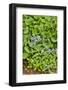 USA, Delaware, Hockessin. A splash of blue with hostas-Hollice Looney-Framed Photographic Print