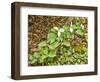 USA, Delaware, Hockessin. Beginning of a blooming season-Hollice Looney-Framed Photographic Print