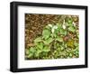 USA, Delaware, Hockessin. Beginning of a blooming season-Hollice Looney-Framed Photographic Print