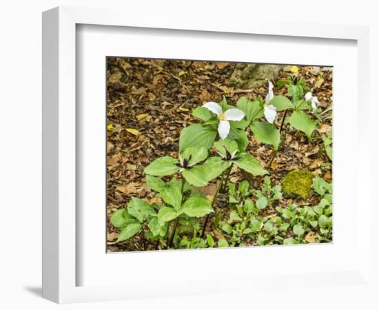 USA, Delaware, Hockessin. Beginning of a blooming season-Hollice Looney-Framed Photographic Print