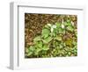 USA, Delaware, Hockessin. Beginning of a blooming season-Hollice Looney-Framed Photographic Print