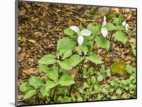 USA, Delaware, Hockessin. Beginning of a blooming season-Hollice Looney-Mounted Photographic Print