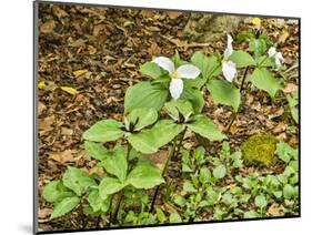 USA, Delaware, Hockessin. Beginning of a blooming season-Hollice Looney-Mounted Photographic Print