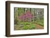 USA, Delaware, Hockessin. Flowering dogwood in the forest-Hollice Looney-Framed Photographic Print