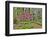 USA, Delaware, Hockessin. Flowering dogwood in the forest-Hollice Looney-Framed Photographic Print