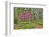 USA, Delaware, Hockessin. Flowering dogwood in the forest-Hollice Looney-Framed Photographic Print