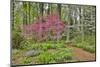 USA, Delaware, Hockessin. Flowering dogwood in the forest-Hollice Looney-Mounted Photographic Print