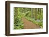 USA, Delaware, Hockessin. Path through the forest-Hollice Looney-Framed Photographic Print