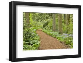 USA, Delaware, Hockessin. Path through the forest-Hollice Looney-Framed Photographic Print