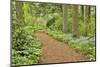 USA, Delaware, Hockessin. Path through the forest-Hollice Looney-Mounted Photographic Print