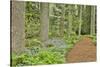 USA, Delaware, Hockessin. Path through the forest-Hollice Looney-Stretched Canvas