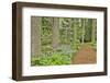 USA, Delaware, Hockessin. Path through the forest-Hollice Looney-Framed Photographic Print