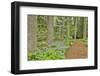 USA, Delaware, Hockessin. Path through the forest-Hollice Looney-Framed Photographic Print