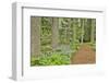 USA, Delaware, Hockessin. Path through the forest-Hollice Looney-Framed Photographic Print
