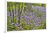 USA, Delaware, Hockessin. Purple groundcover-Hollice Looney-Framed Photographic Print